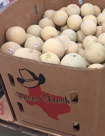 mandujano brothers produce cantaloupes