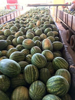 Mandujano Brothers Produce - Watermelons